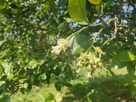 文旦樹剪枝影響花開